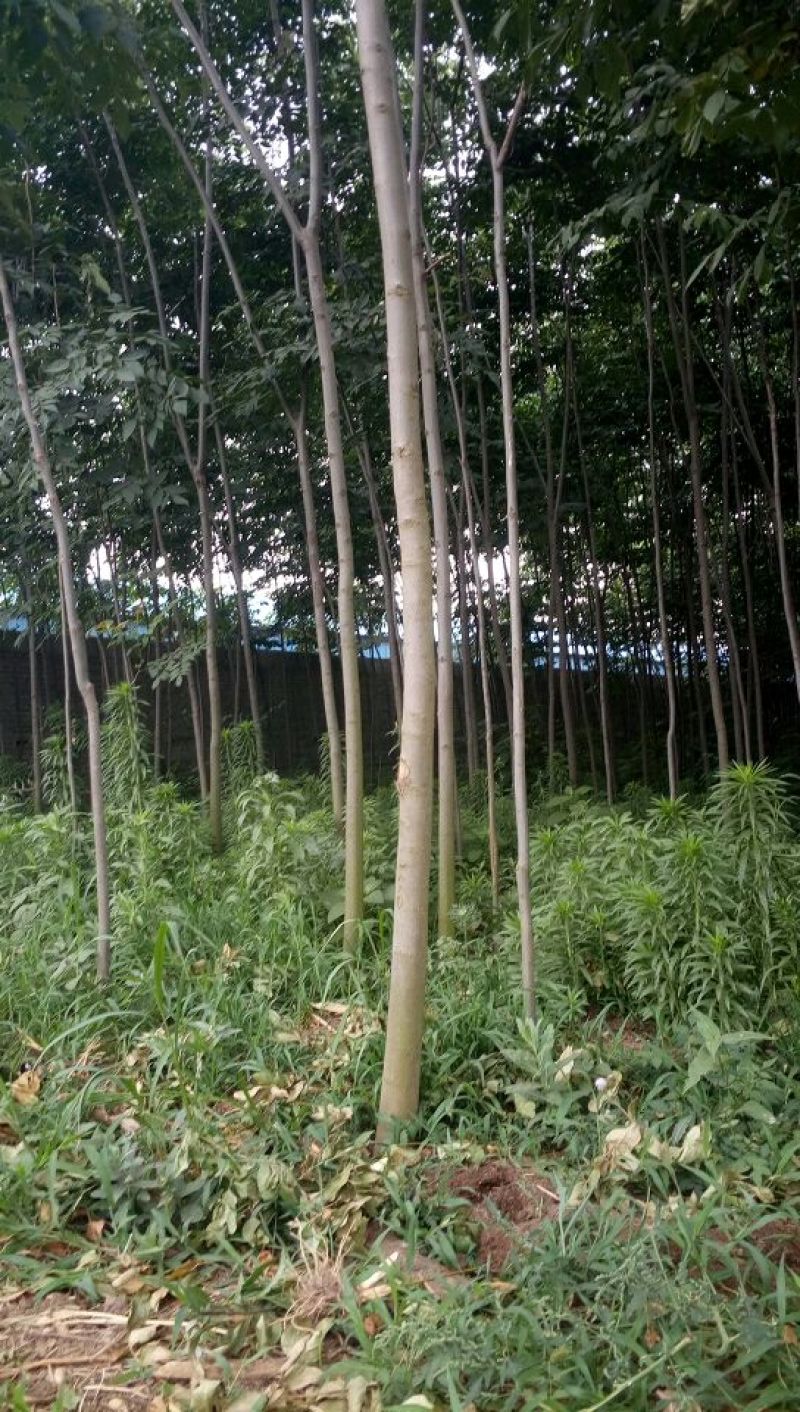 秋花栾树6~8cm4~6cm3~3.5米