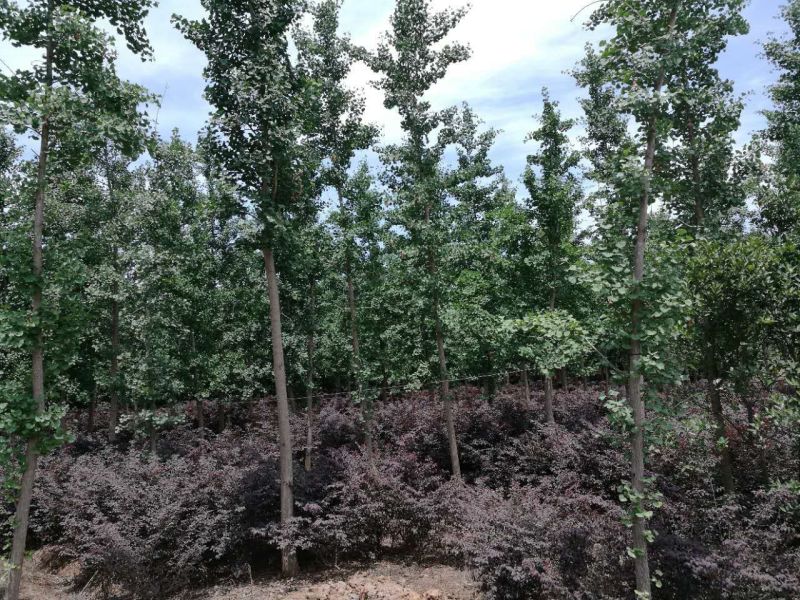 银杏树10公分胸径
