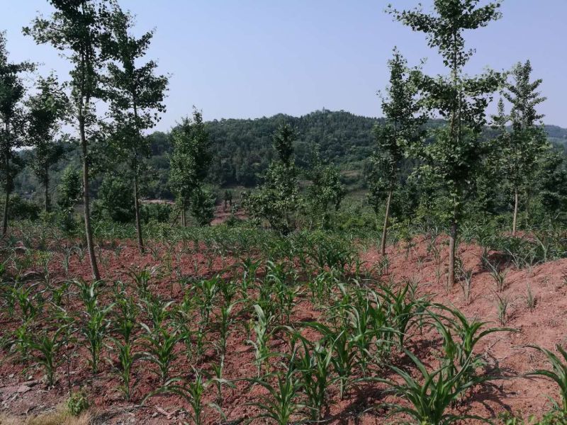 银杏树10公分胸径