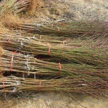 黄金蜜桃4号树苗80cm以上