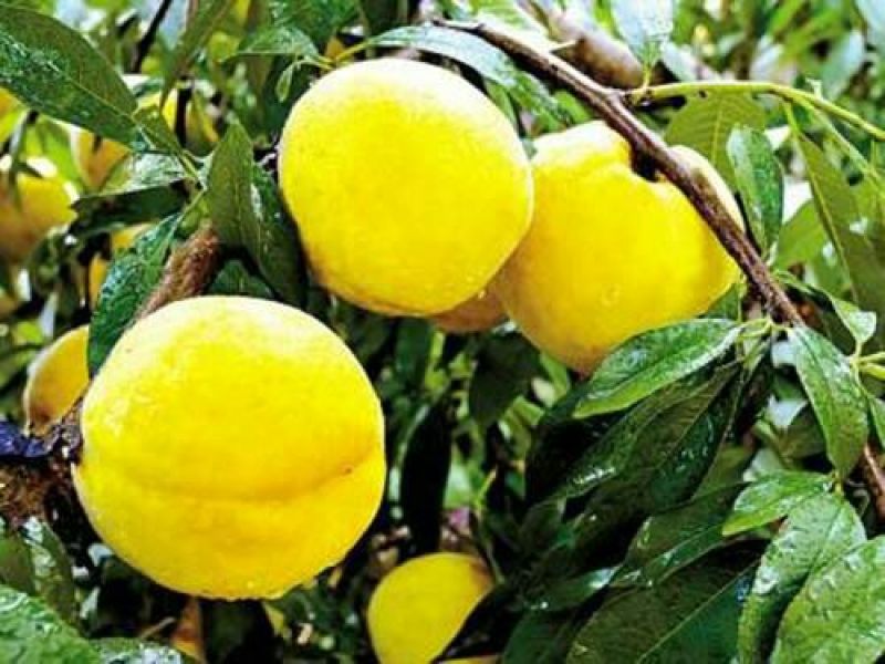 黄金蜜桃4号树苗80cm以上