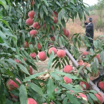 冬桃苗桃树苗，冬桃树苗，自家苗圃培育出售