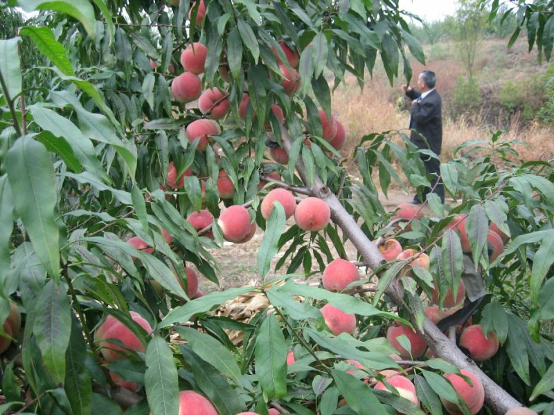 冬桃苗桃树苗，冬桃树苗，自家苗圃培育出售