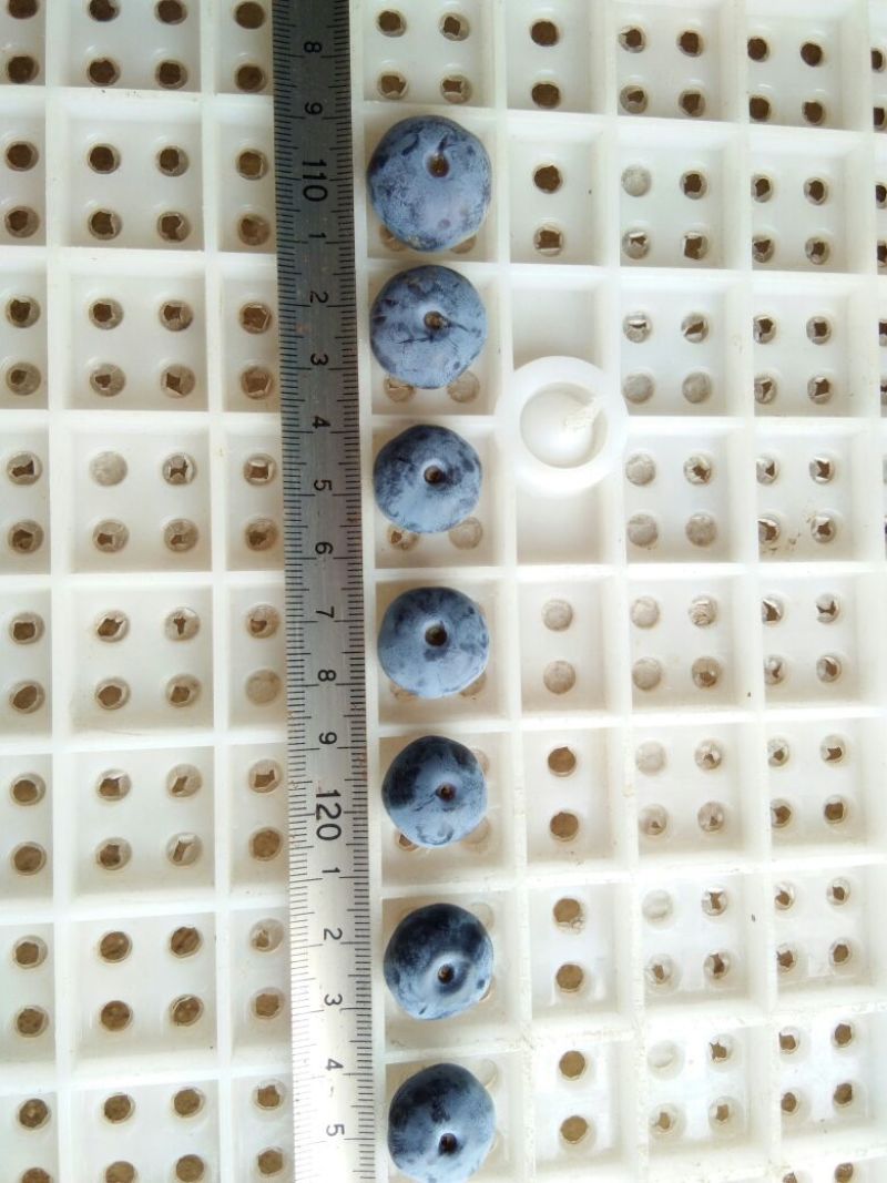 蓝丰蓝莓鲜果12~14mm以上