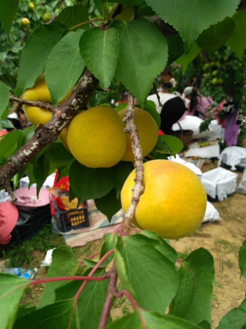 火热销售中凯特杏50mm以上大量供应，电商，微商对接。
