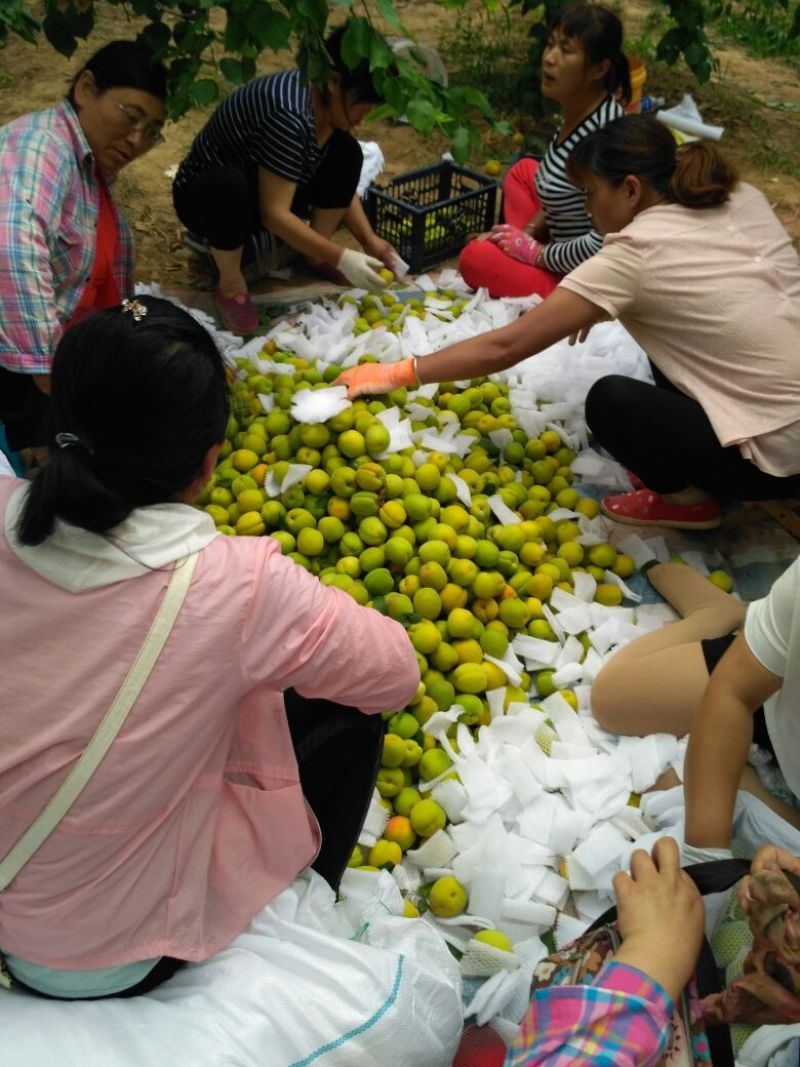 火热销售中凯特杏50mm以上大量供应，电商，微商对接。