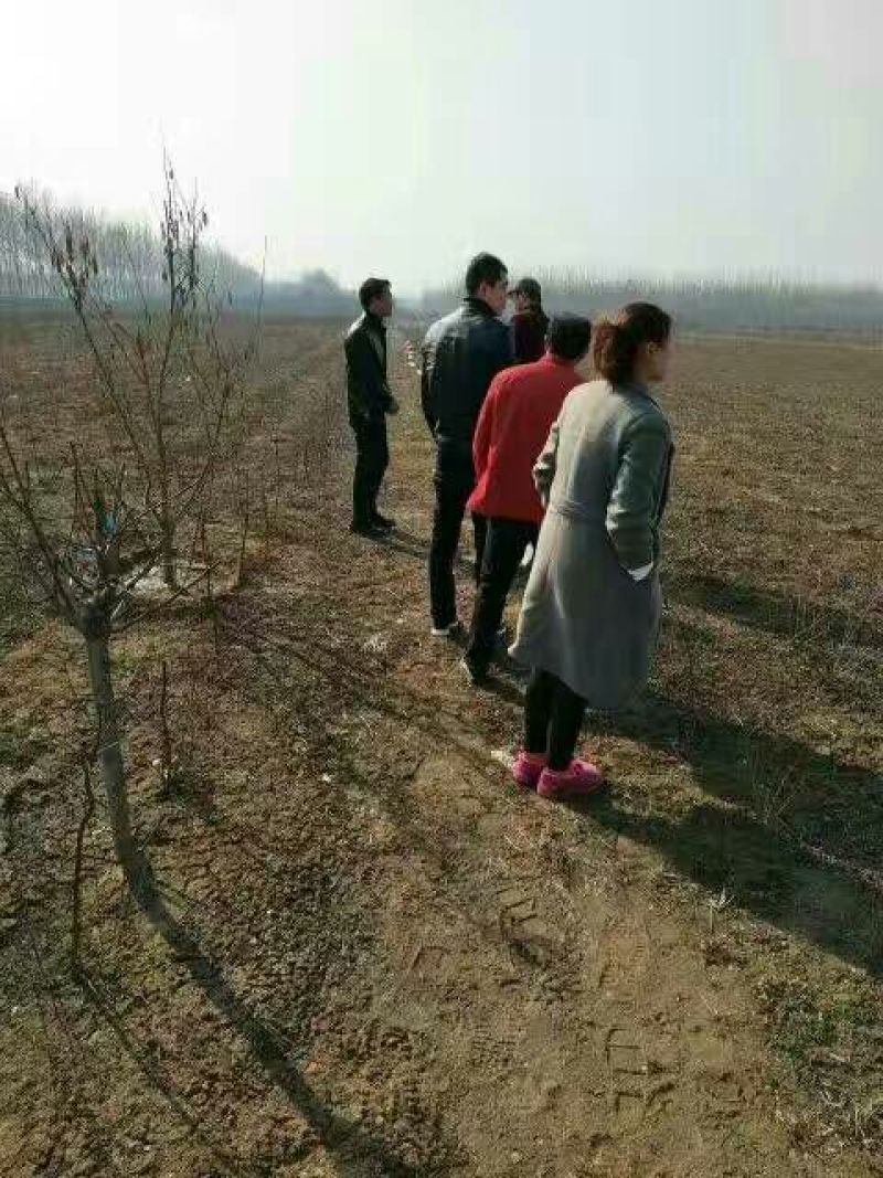 河南桃树苗，桃树苗品种，桃树苗价格。突围桃树苗，