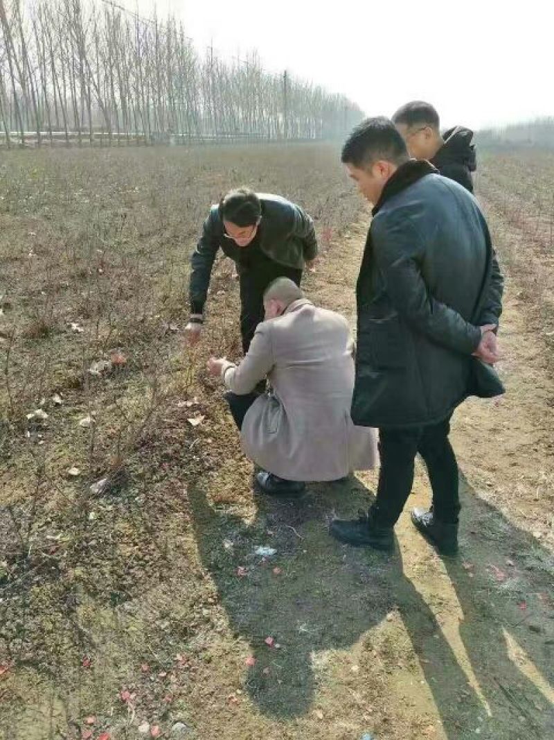 河南桃树苗，桃树苗品种，桃树苗价格。突围桃树苗，
