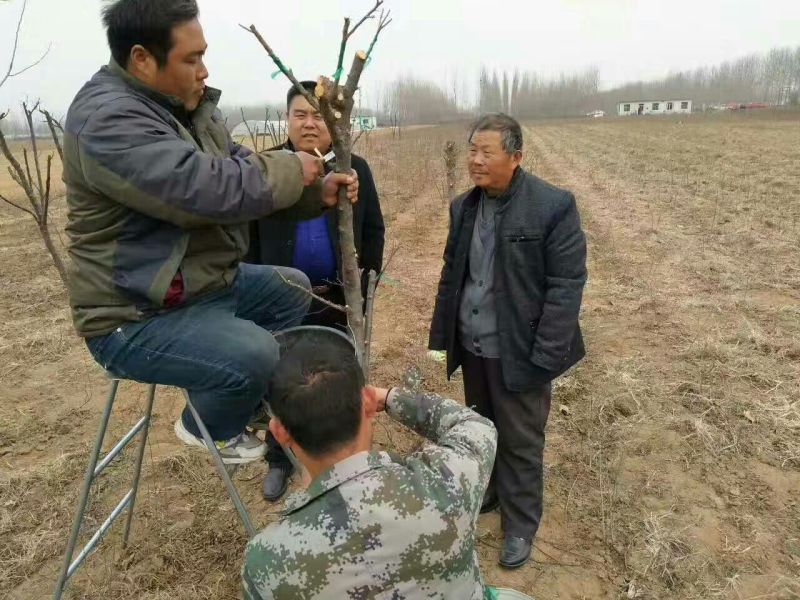 河南桃树苗，桃树苗品种，桃树苗价格。突围桃树苗，