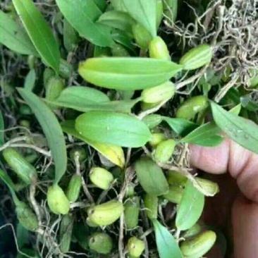 石橄榄