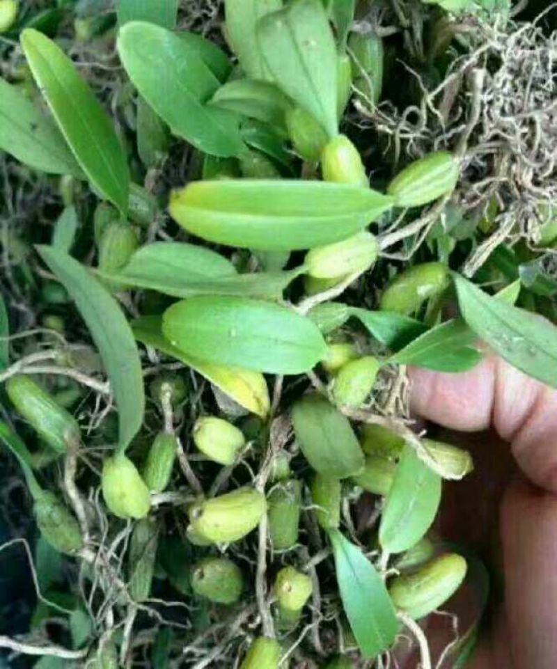 石橄榄