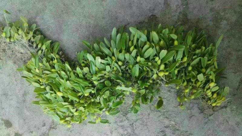 石橄榄