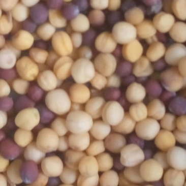 油菜籽5
