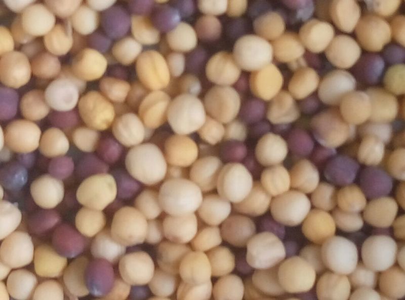 油菜籽5
