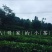 普洱茶
