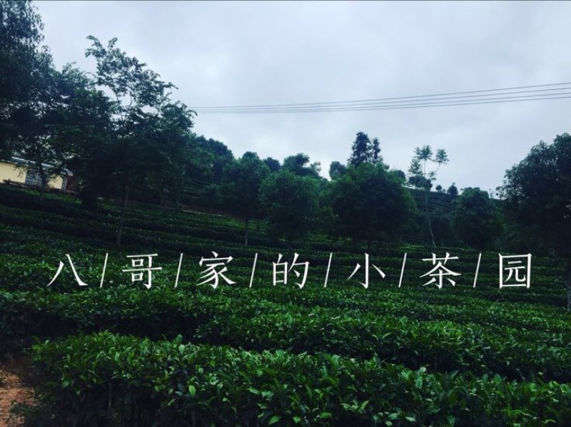 普洱茶