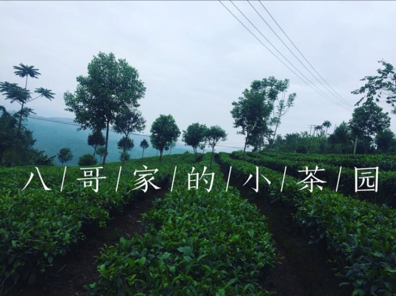 普洱茶