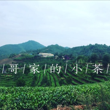 普洱茶