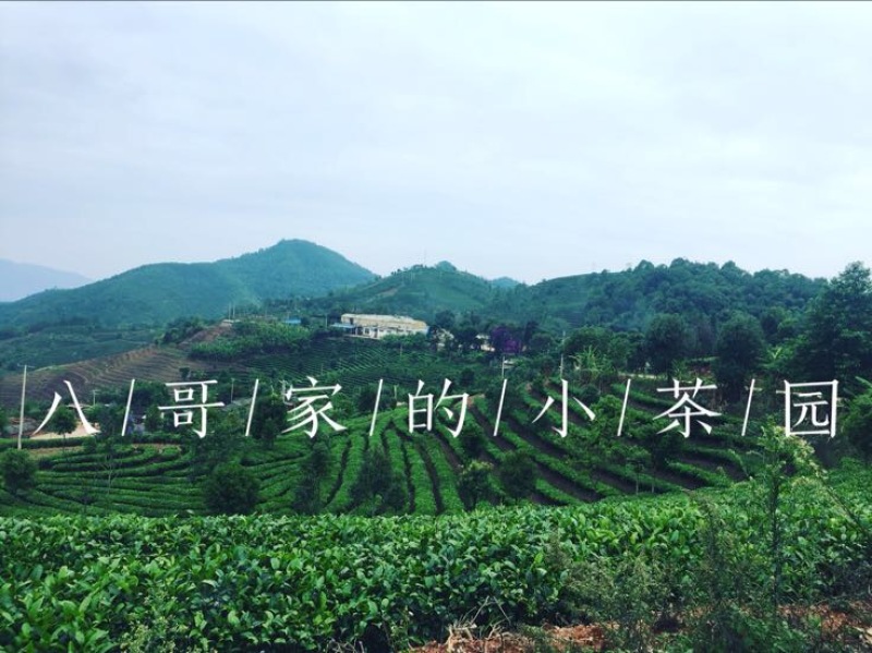 普洱茶