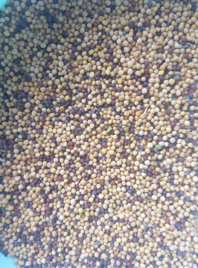 油菜籽5