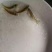 草鱼苗人工养殖5cm以下