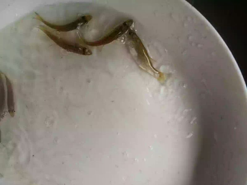 草鱼苗人工养殖5cm以下