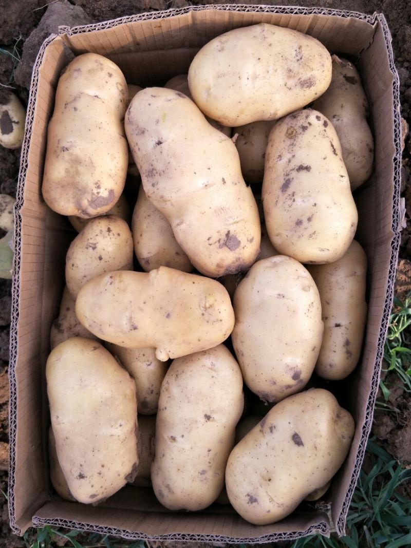 荷兰十五土豆精品3两以上