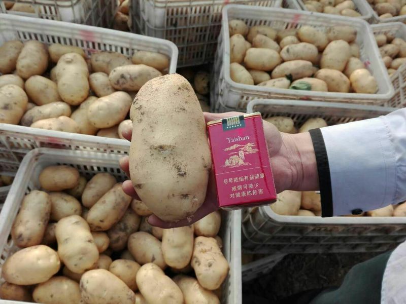 荷兰十五土豆精品3两以上