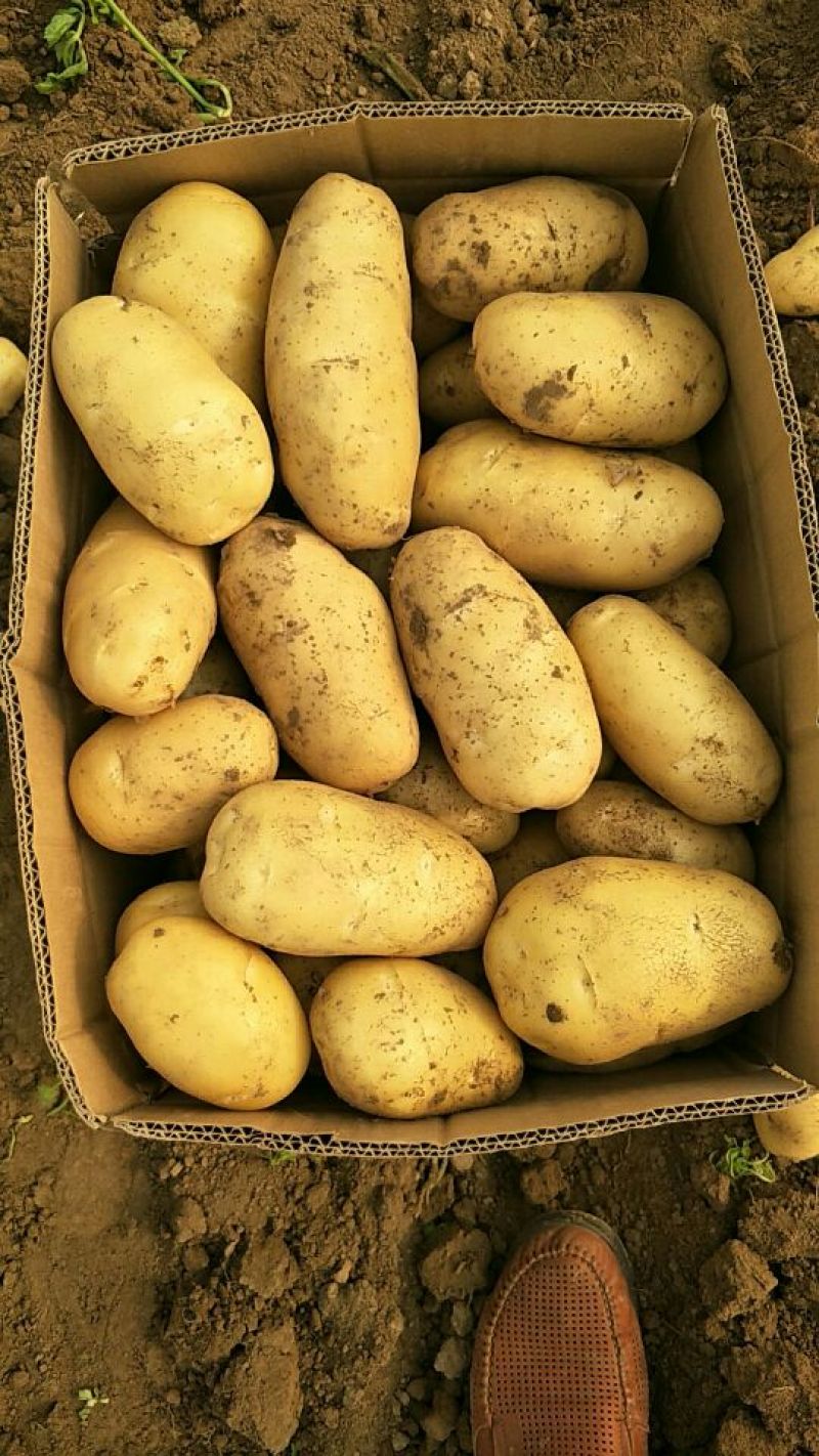 荷兰十五土豆精品3两以上