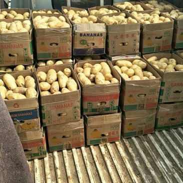 荷兰十五土豆精品3两以上