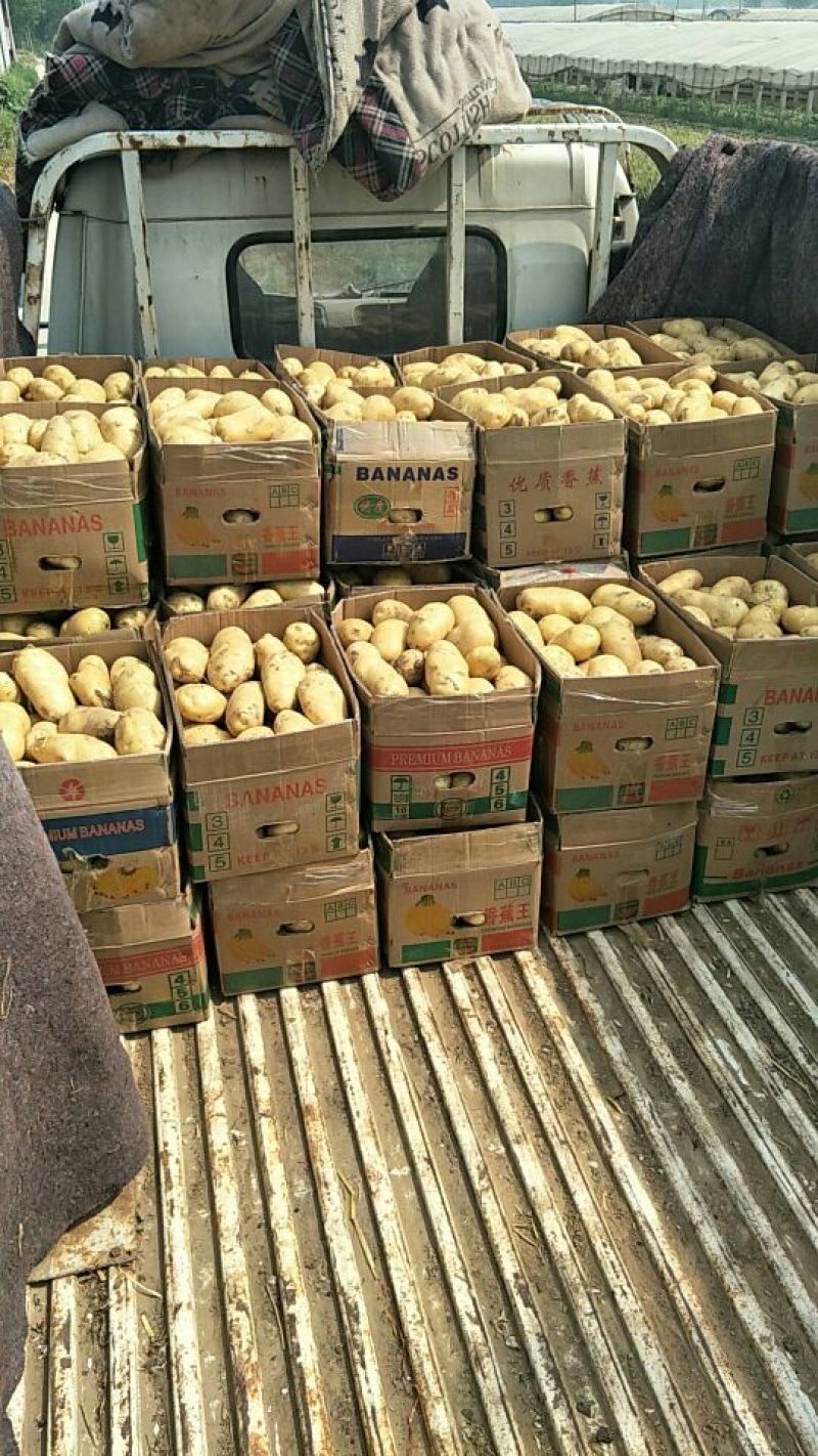 荷兰十五土豆精品3两以上