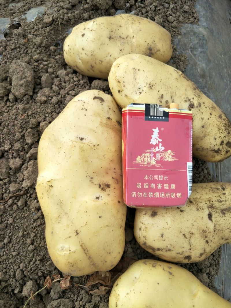 荷兰十五土豆精品3两以上