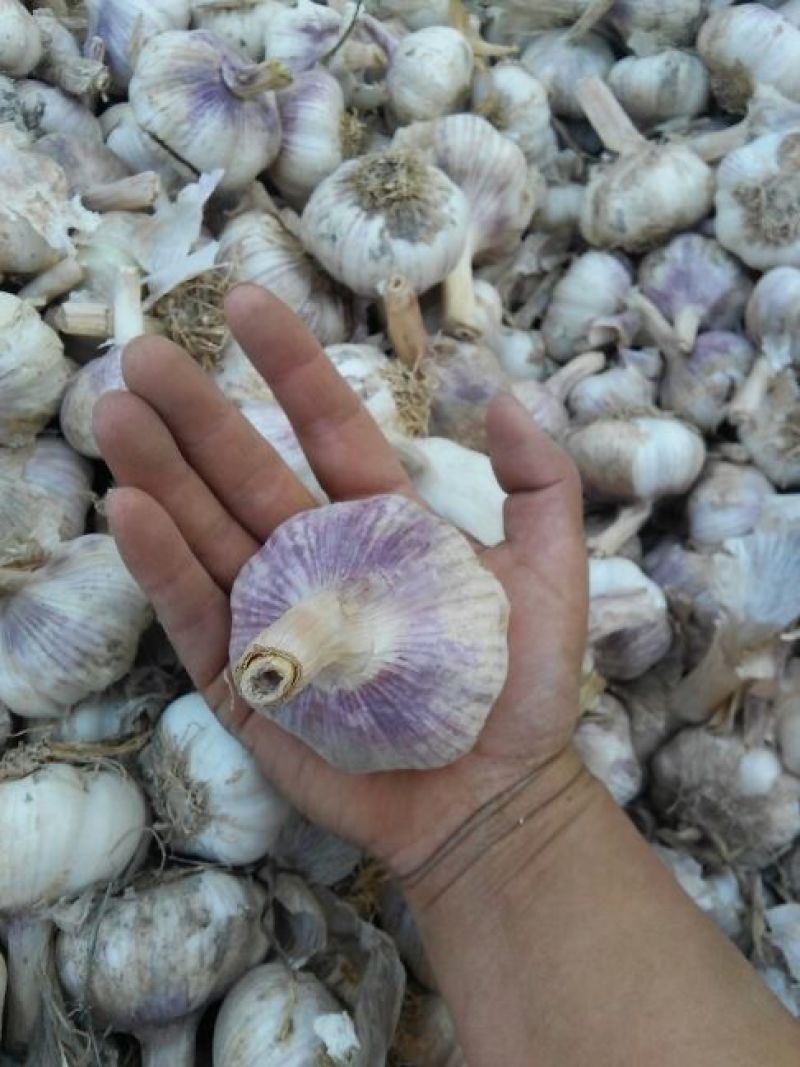 紫皮蒜混级统货半干蒜