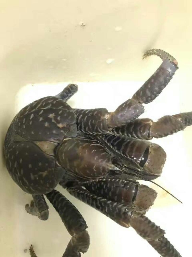 螃蟹食用雌蟹