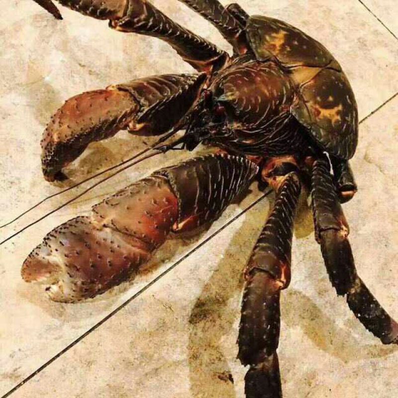 螃蟹食用雌蟹