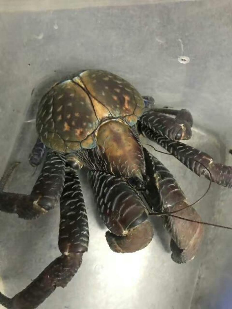 螃蟹食用雌蟹