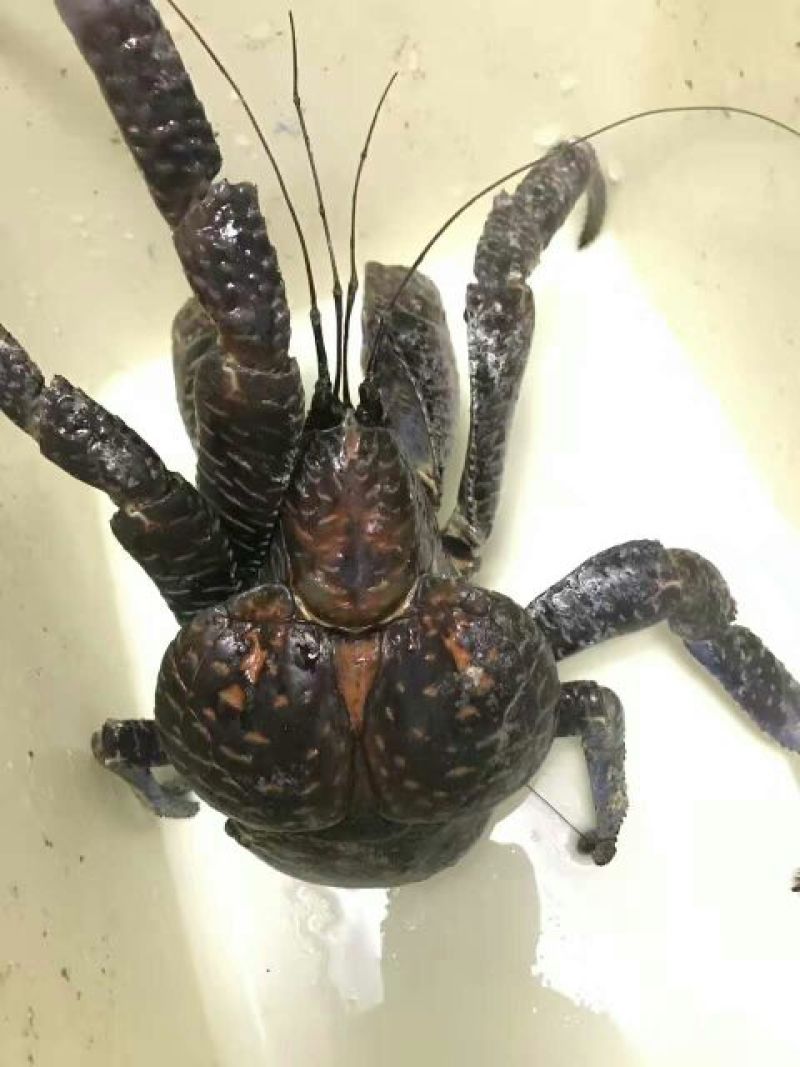螃蟹食用雌蟹