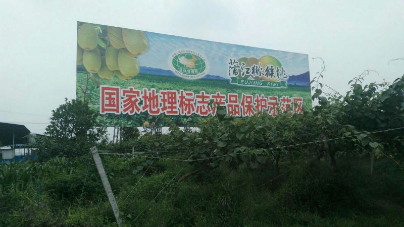 红心猕猴桃