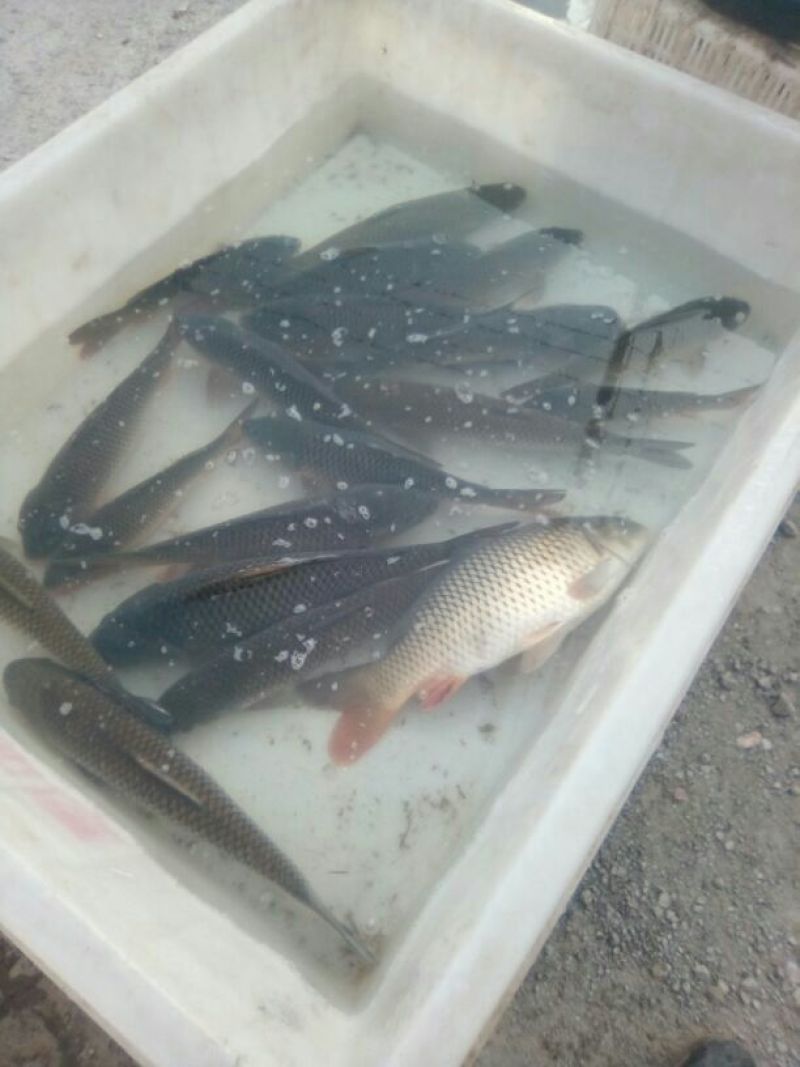 黄河鲤食用1~2公斤