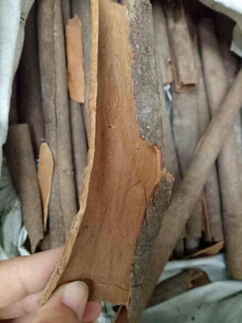 肉桂广西干货无硫药食两用各种规格量大从优