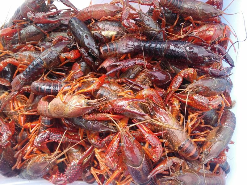 湖虾食用6~8钱活虾稻田套养