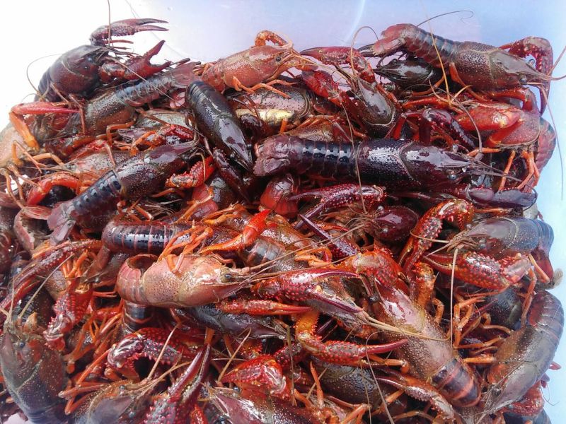 湖虾食用6~8钱活虾稻田套养
