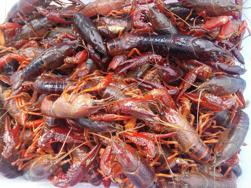 湖虾食用6~8钱活虾稻田套养