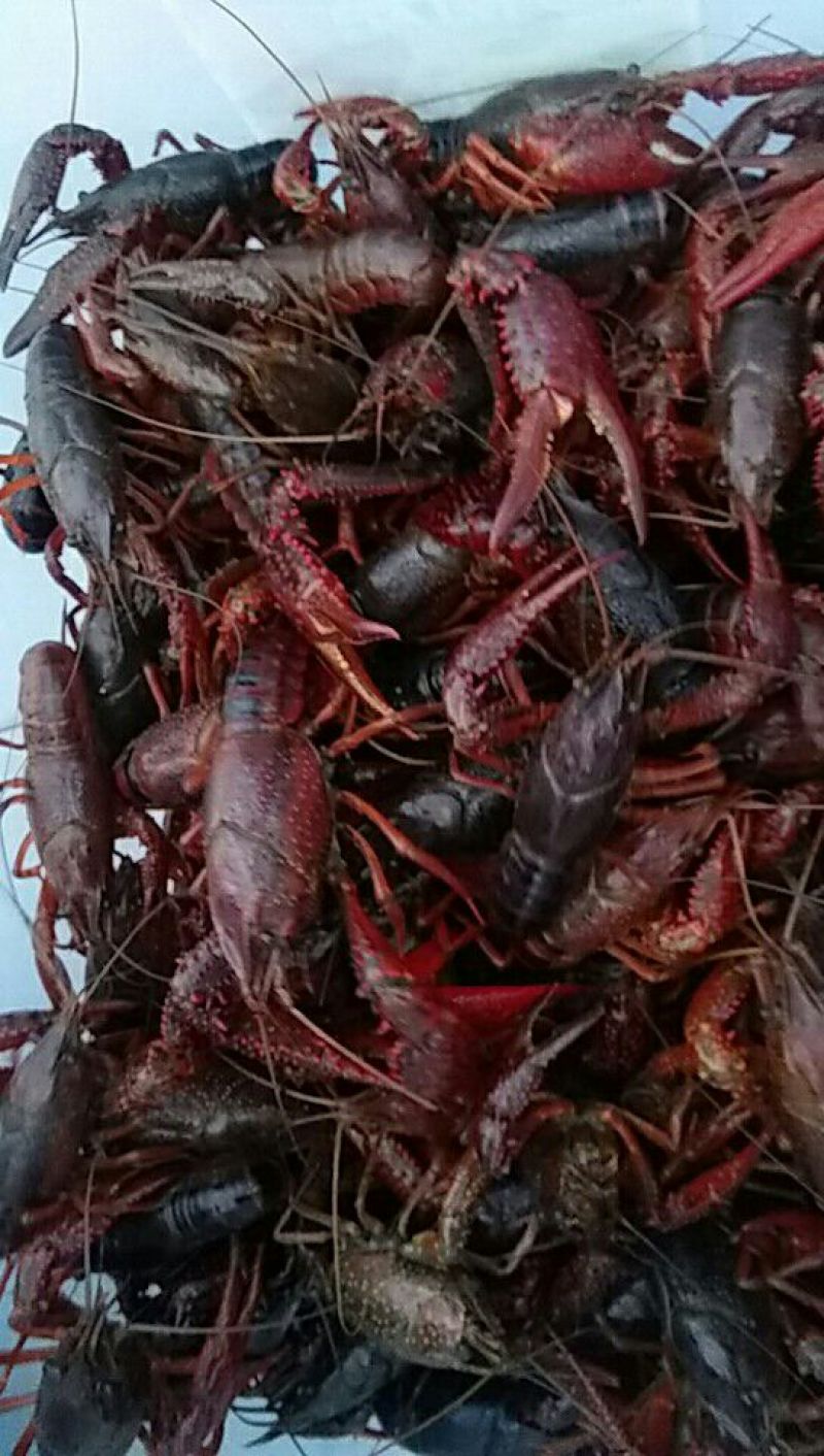 湖虾食用6~8钱活虾稻田套养