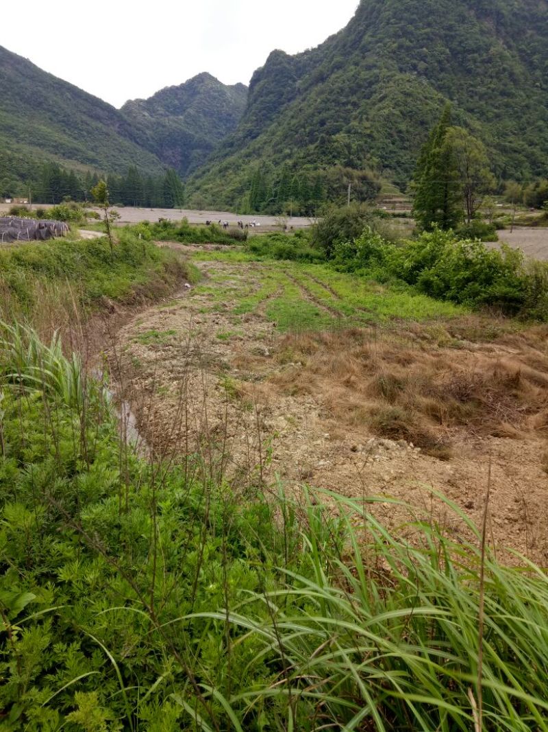 雪参，金佛山雪参是高海拨地区生长