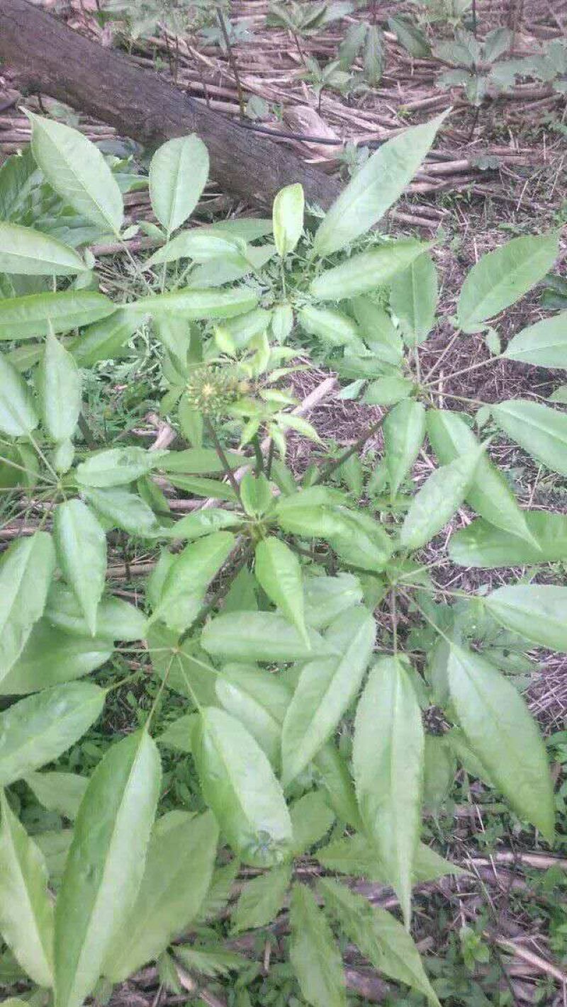 竹节参，竹根七，鲜干统货