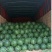 京欣西瓜8斤打底8成熟1茬