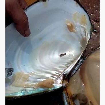 河蚌