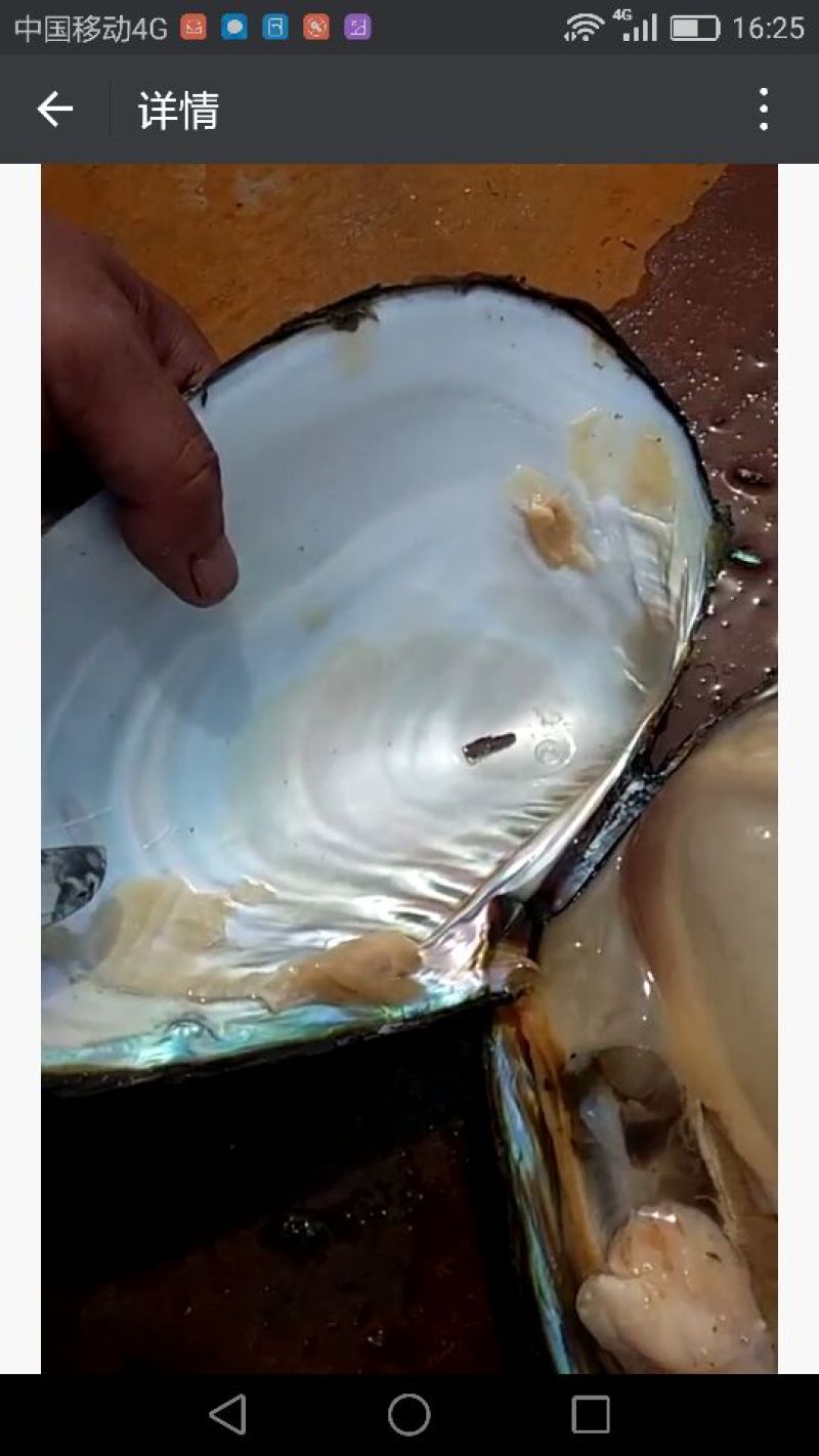河蚌