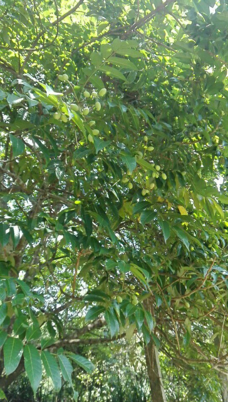 橄榄树苗